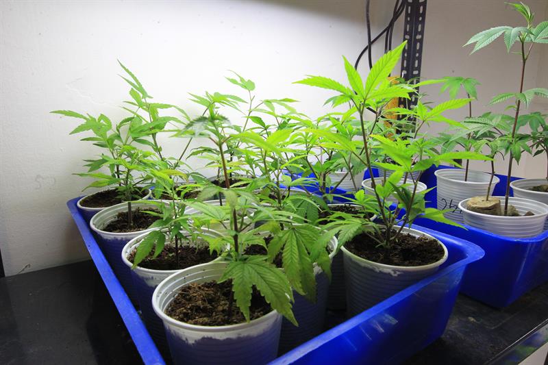  Uruguai apresenta duas novas variedades de cannabis para venda em farmÃ¡cias