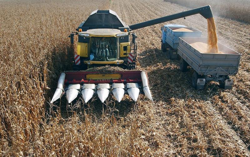 Os suprimentos da Argentina e do Brasil reduzem os preÃ§os do milho na regiÃ£o, de acordo com a FAO